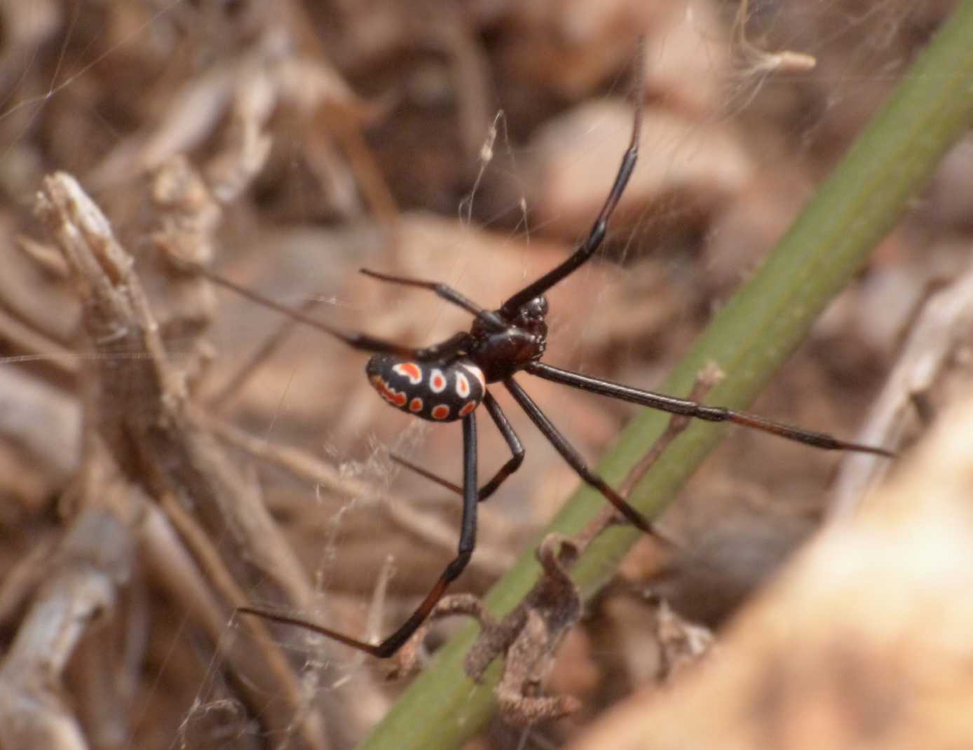 Latrodectus tredecimguttatus: maschi scapoli e ammogliati